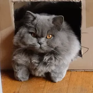 Pets sitter à Grenoble et ses alentours 