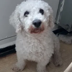 Pour le 26 ET 27 MARS, promenade chien