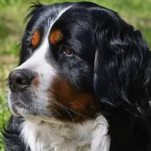Pet-Sitter à Lille ! disponible