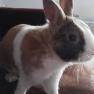 Garde animaux près de chez vous