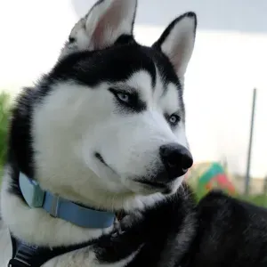 Pet-Sitter à Paris et dans sa banlieue