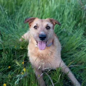 Busco cuidador de perros en Alcobendas