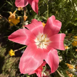  Aide en maths/français par jeune diplômée motivée