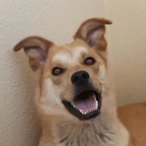 Procuro um petsitter perto de mim