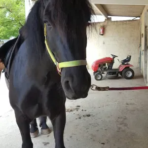 Nounou à mauran je commence car je viens d obtenir mon cap