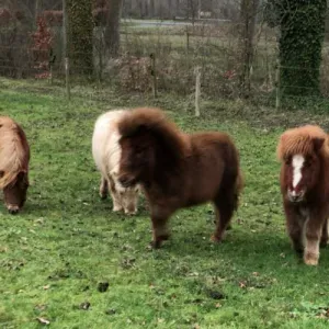 Oostkamp près de Bruges