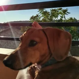 Busco cuidador de perros en Bernuy de Porreros