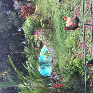 Pet-sitter dans le val d'Oise.