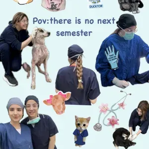 Pet sitter with a degree in veterinary 