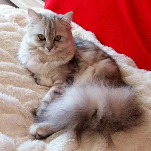 Garde d'animaux domestiques à domicile 