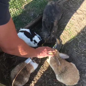 garde lapins et tout autre animal