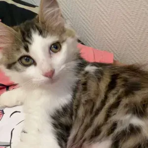 Garde à domicile ou visite sur Toulouse