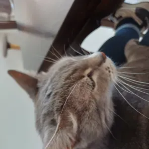 Femme de ménage, secteur Rouffach 