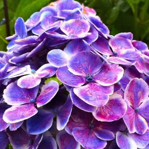 Emprego de cuidador Melgaço