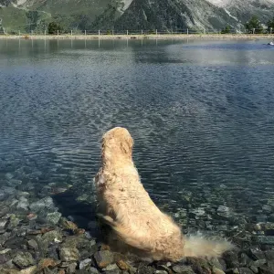 Je cherche un(e) petsitter près de chez moi