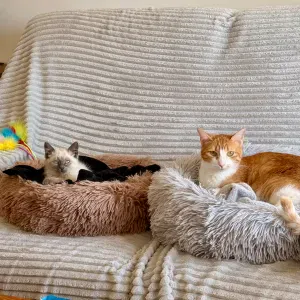 Oferta de emprego para petsitter em Queluz