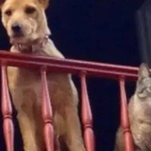 Emploi de Petsitter Bayonne