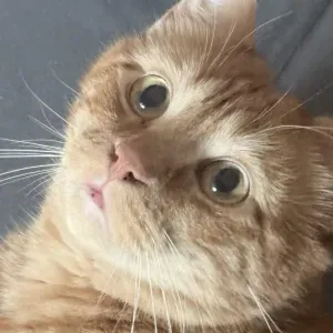 Pet-sitter disponible à Saint-Avertin !