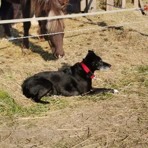 Pet sitter Amiens et alentrours