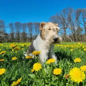 Dog sitter in provincia di Monza e Brianza 