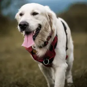 Cherche petsitter pour promener mon chien