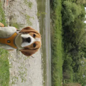 pet sitting, roma e provincia, viterbo e provincia