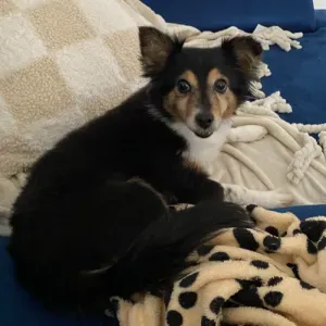 Je recherche une personne pour garder ma petite chienne.