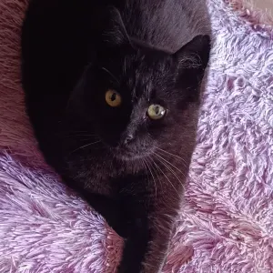 Pet-Sitter sur Bordeaux et alentours