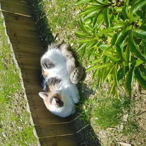 Pet - sitter à Moissac 