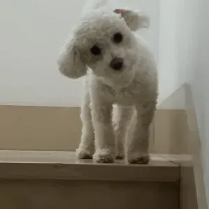 Cercasi signora/signore delle Pulizie