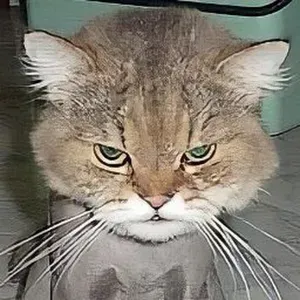 Pet-Sitter à Auberchicourt !!!