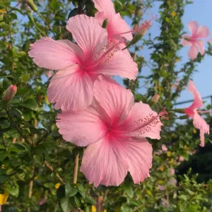 Baby-sitter (étudiante, motivé pour week-ends à Grenoble)