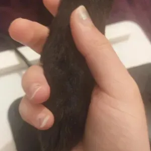 Pet sitting em Guarda a baixo preço!