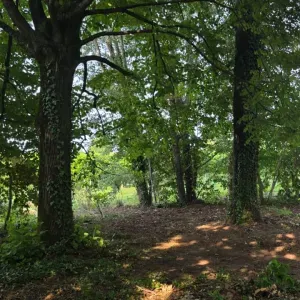 Cercasi signora per pulizie 6 ore a settimana