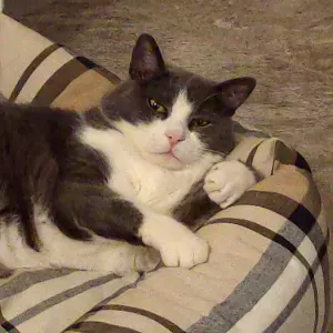 Lavoro pulizie a Varese