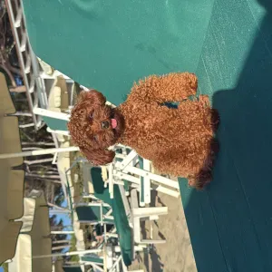 Aiuto per pulizie 
