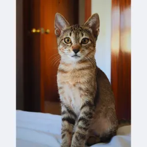 cuidadora de animales de calonge 