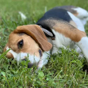 Pet sitter Thoré-la-rochette 