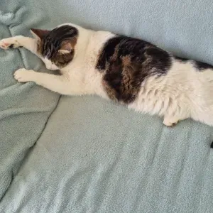 Pet-sitter à Meschers-sur-Gironde 