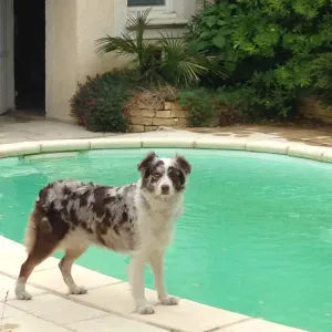 Expérimenté au soin aux animaux