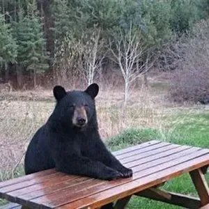 Niñera responsable con disponibilidad 