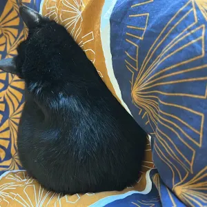 Je recherche une femme de ménage 