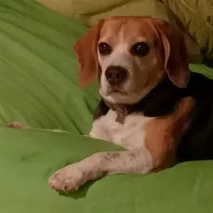 Emploi de Petsitter Etoy