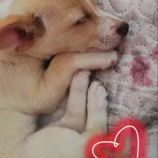 Pet sitter a Verona pronta a coccolare il tuo cucciolo