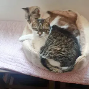 Cuidador para 2 gatas, a Mimi e a Carminho