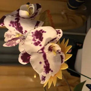 Ménage