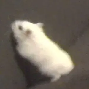 A la recherche d'un petsitter pour mon hamster