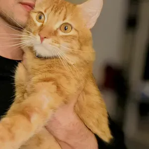 Garde d'animaux fiable et aimant à Toulouse