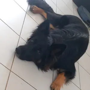 garde chien de 27 kg