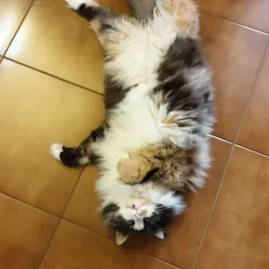 pet sitting milano provincia nord